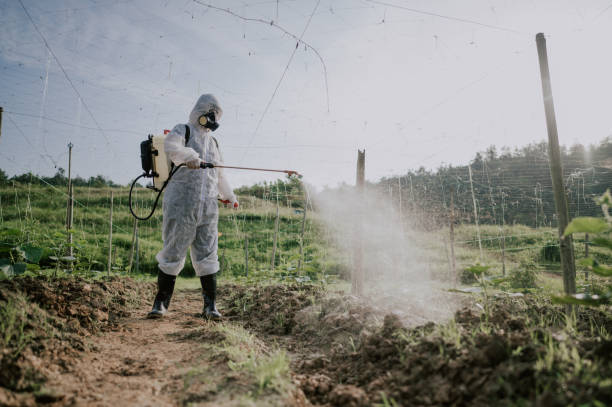 Best Termite Control Services  in Ripley, WV