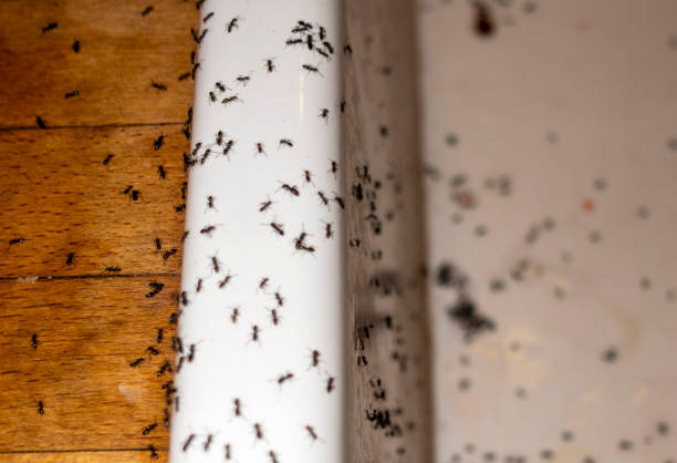 Ripley, WV Pest Control Company