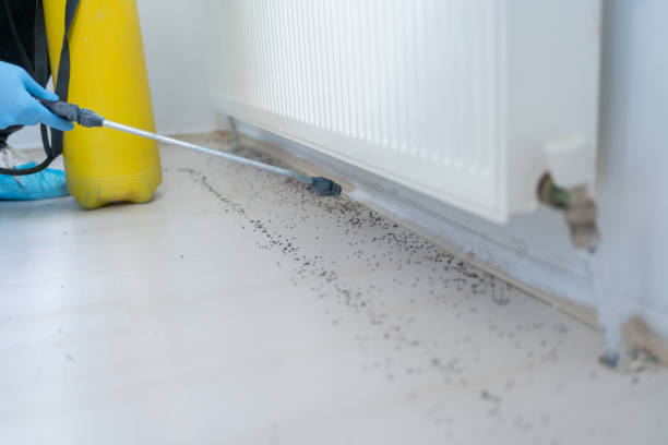 Wasp Removal Services in Ripley, WV